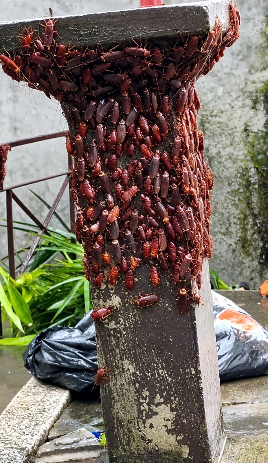 AIR NAIK, KECOA PUN NAIK! GEROMBOLAN KECOA PANJAT TIANG DI BANGKOK